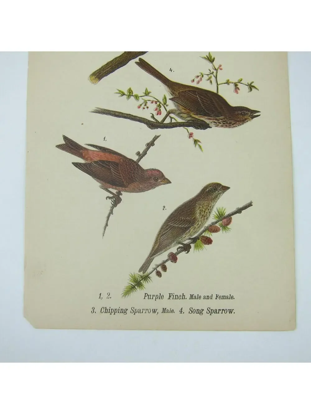 Bird Print After John James Audubon Purple Finch Chipping & Song Sparrow Antique